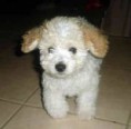 /album/galeria-de-fotos/poodle-toy-jpg/